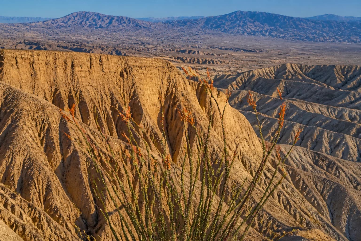 Anza-Borrego Superbloom RV Camping Guide